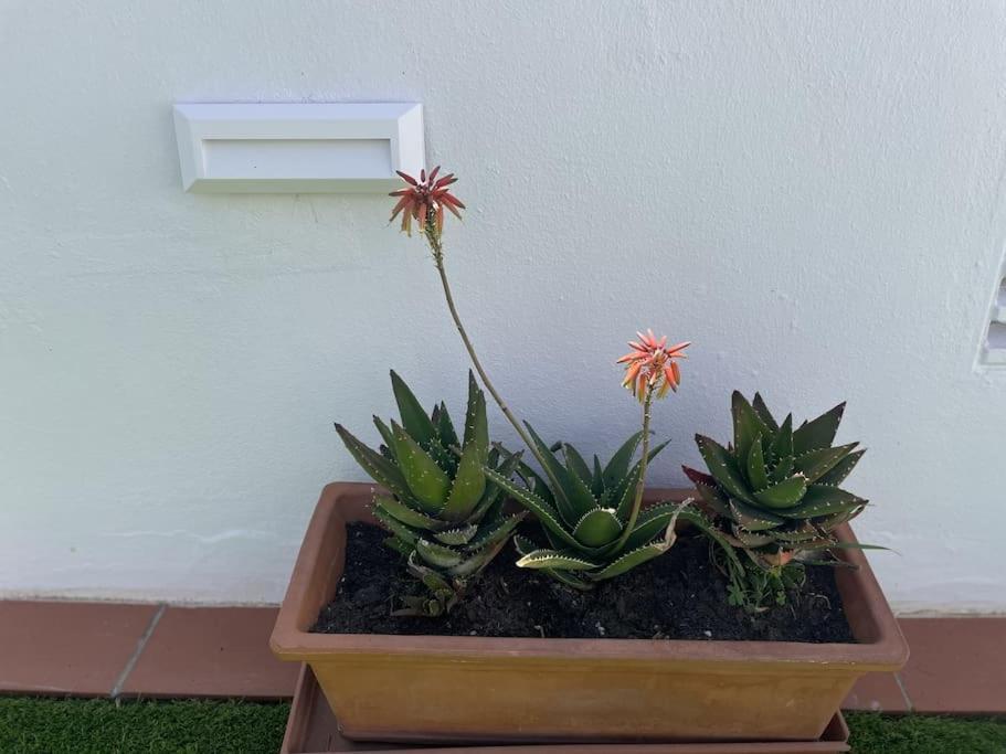 Casa Lola Conil, Azotea Al Mar Y Parking Solo Familias O Parejas Villa Conil De La Frontera Dış mekan fotoğraf